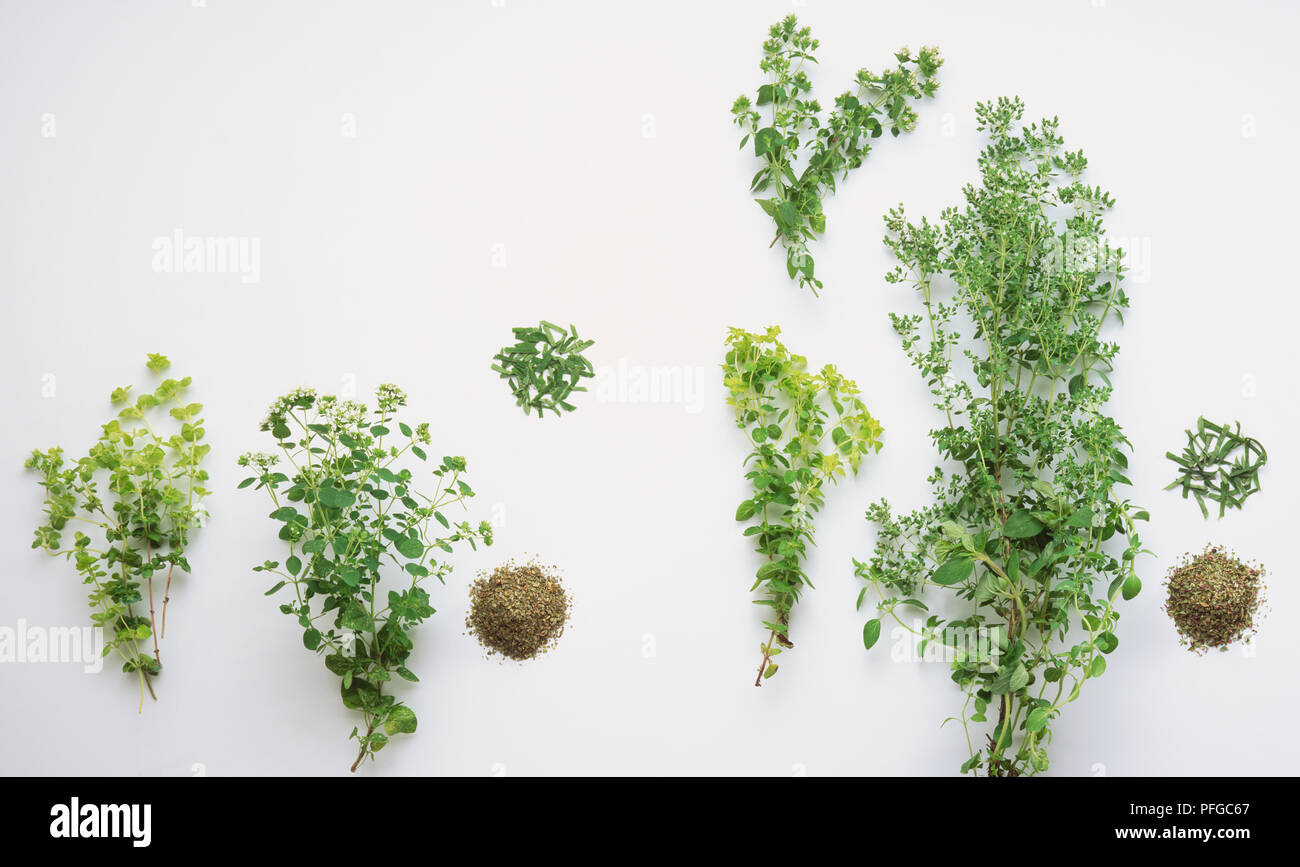 Golden curly marjoram, fresh marjoram, dried marjoram, golden marjoram, gold splash marjoram