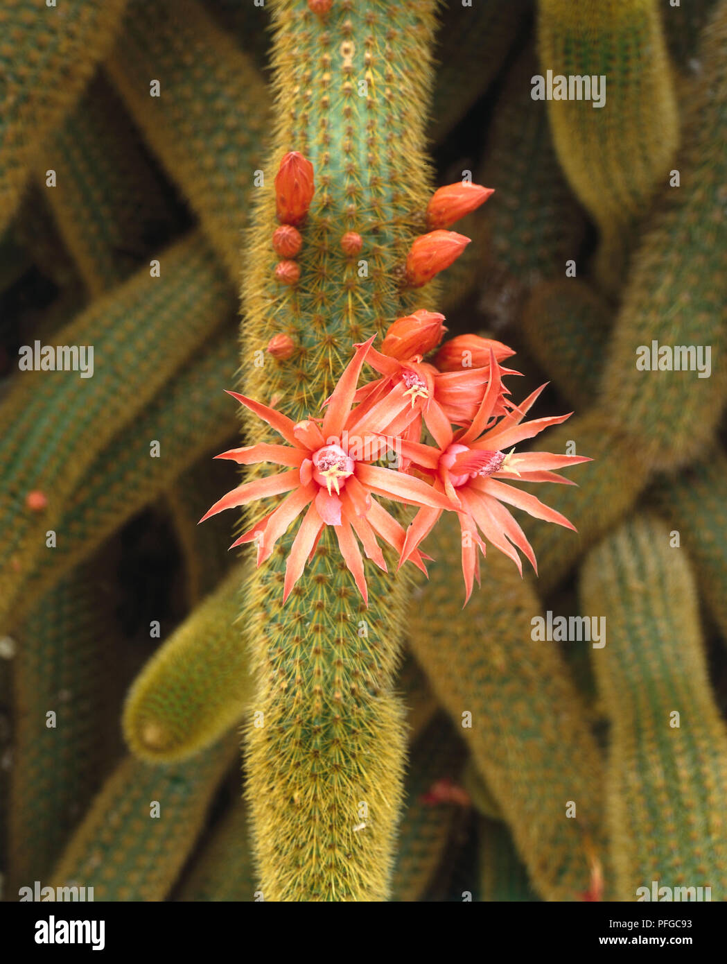 Red flowers of South American cactus Cleistocactus winteri, close-up Stock Photo