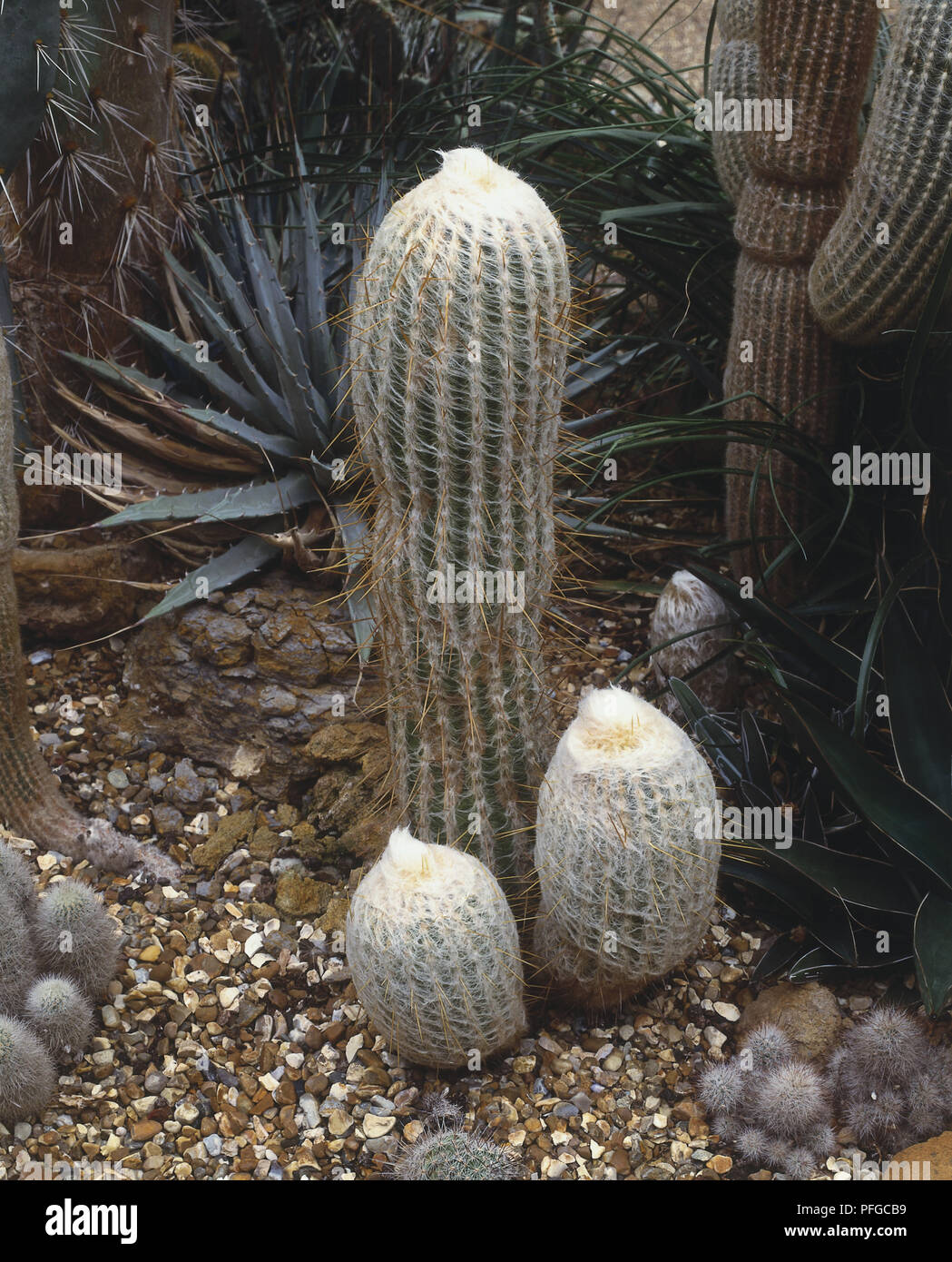 Espostoa melanostele cactus Stock Photo