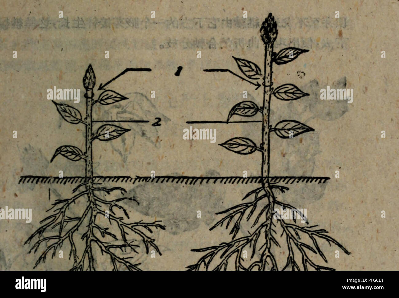 Page 10 Ae T High Resolution Stock Photography And Images Alamy