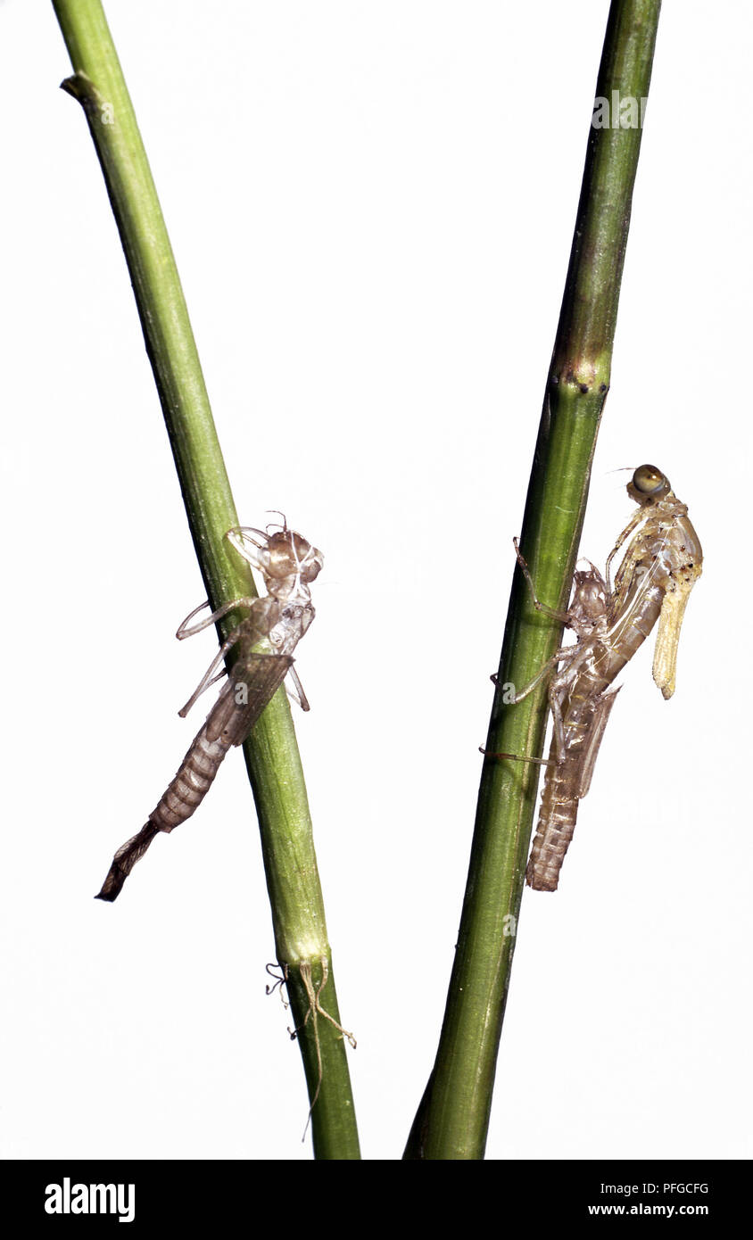 Young adult dragonflies clinging to stem and emerging from nymphal skin which remains attached to stem Stock Photo