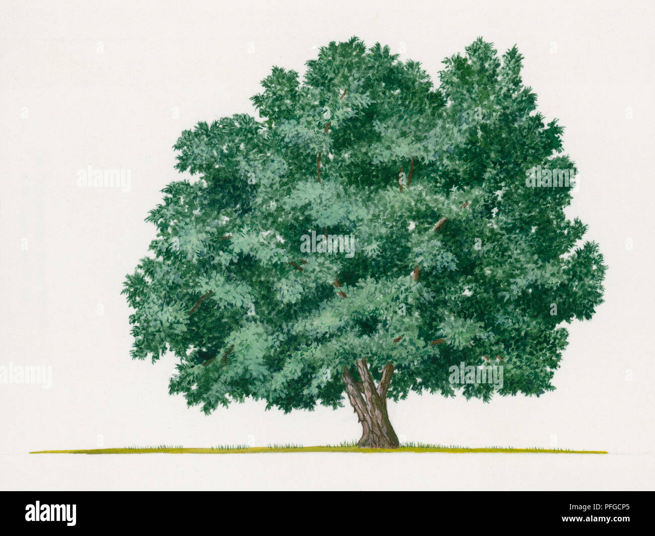 Illustration of Cephalotaxus harringtonia (Cowtail Pine or Japanese Plum Yew) Stock Photo