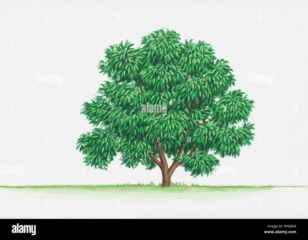 Illustration of Prunus lusitanica (Portugal Laurel) Stock Photo