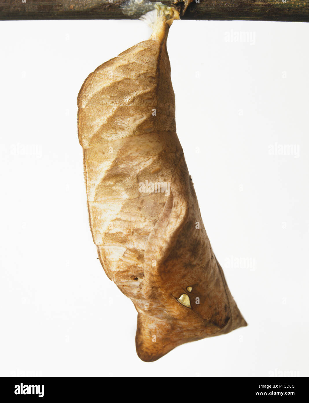 Pupa of butterfly enclosed in cocoon. Stock Photo