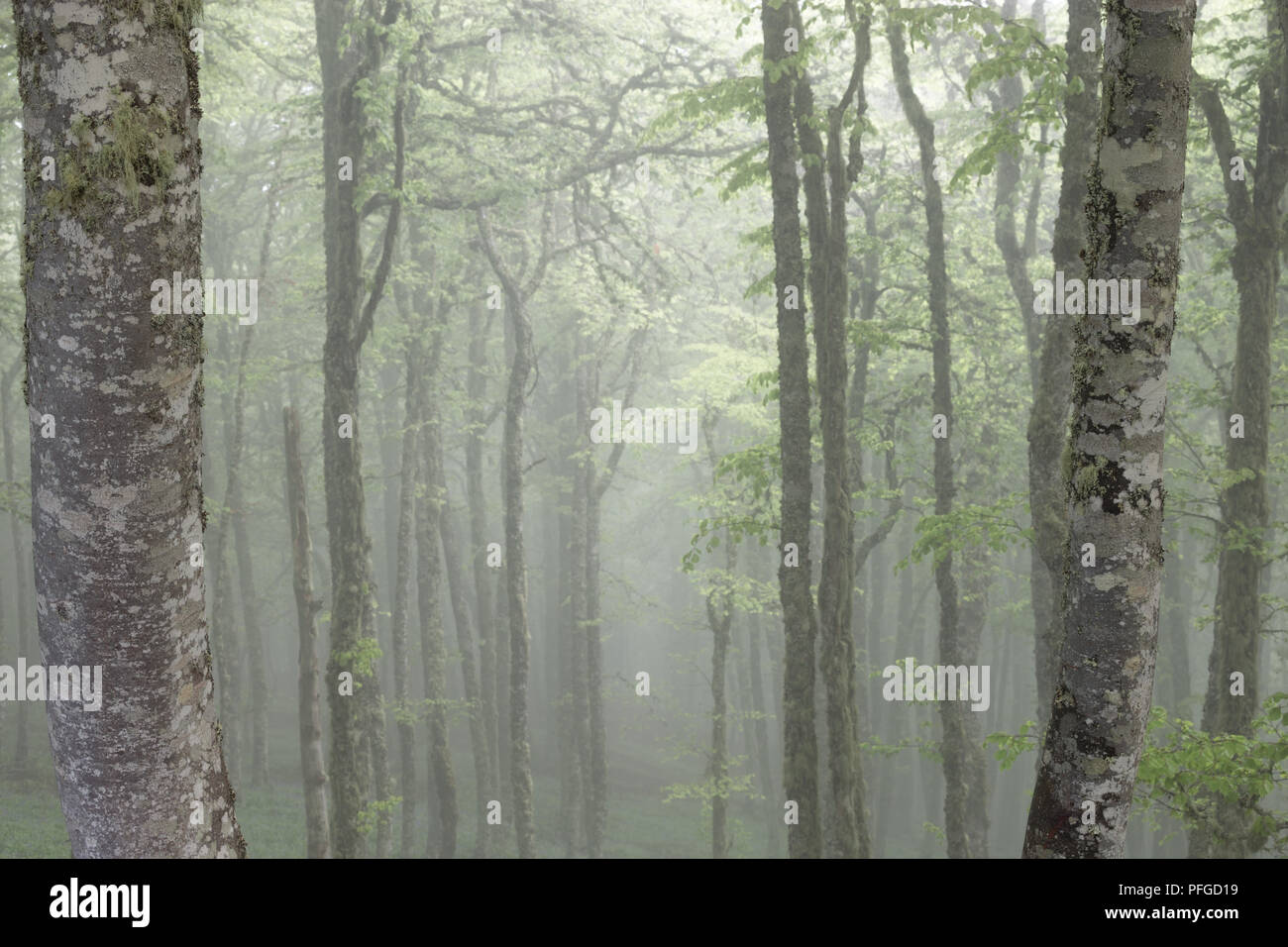 Spring beech forest in misty low cloud, Puerto de Panderrueda, Parque Nacional de Los Picos de Europa Stock Photo