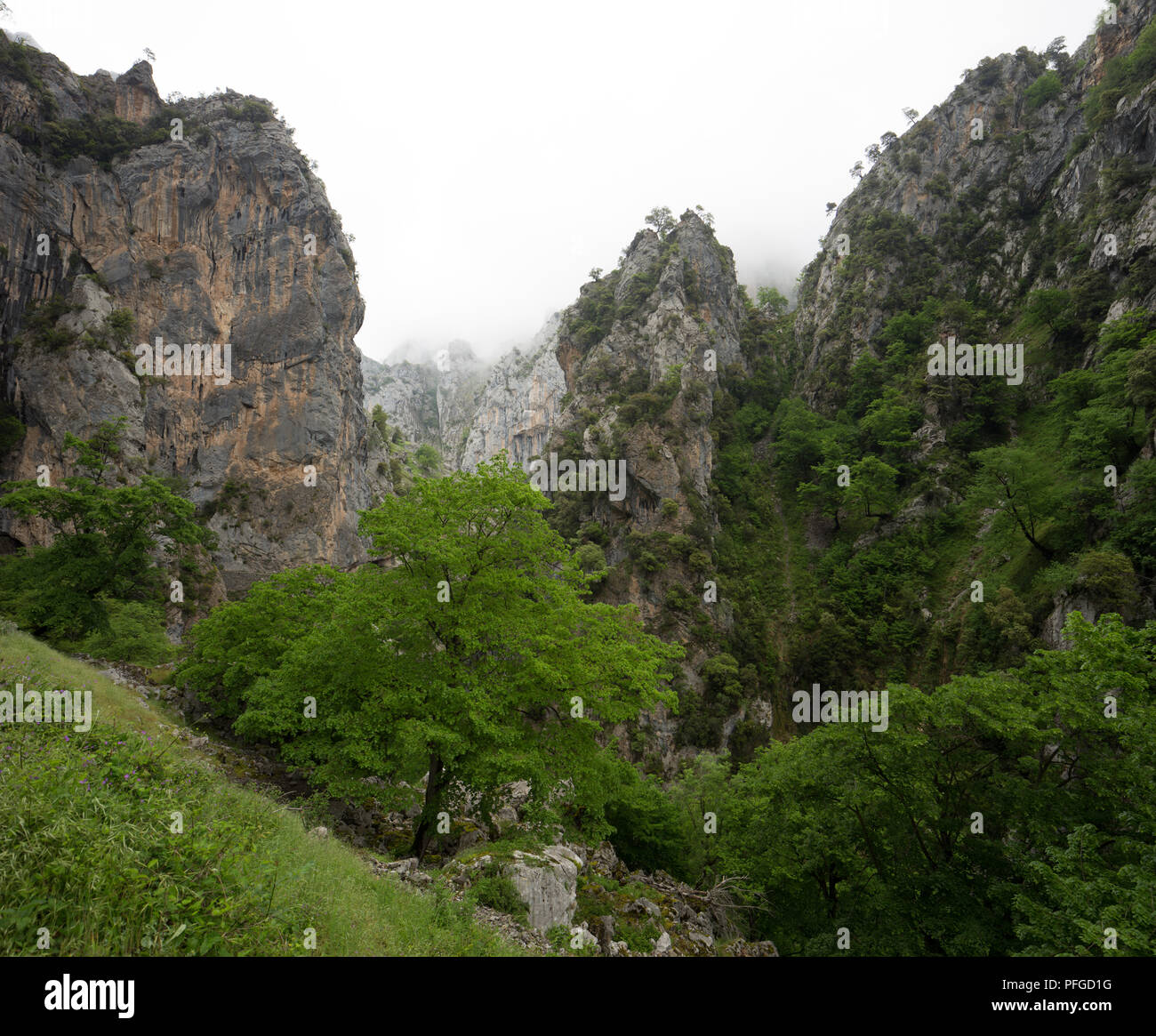 trees hug and cling the steep slopes in the Cares river gorge, Picos de Europa, Spain Stock Photo