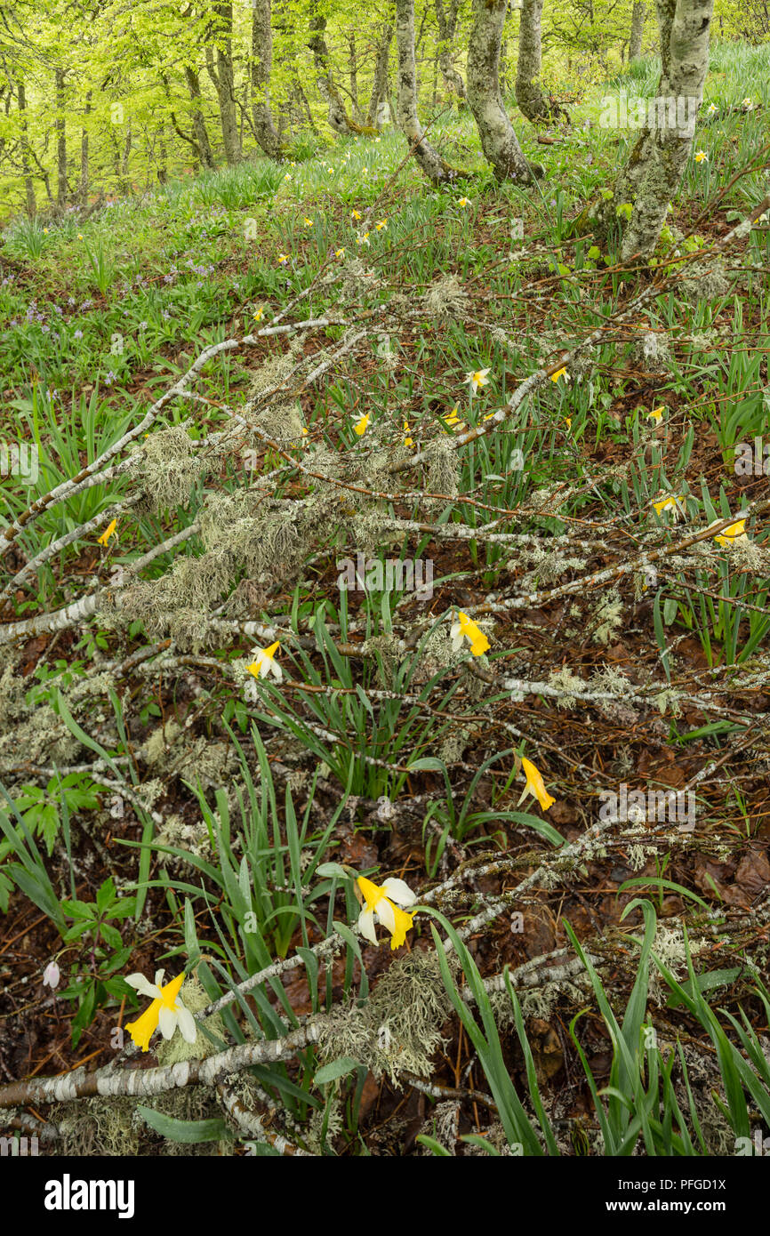 wild daffodils, narcissus, in the spring beech wood forest Puerto de Panderrueda, Parque Nacional de Los Picos de Europa Stock Photo