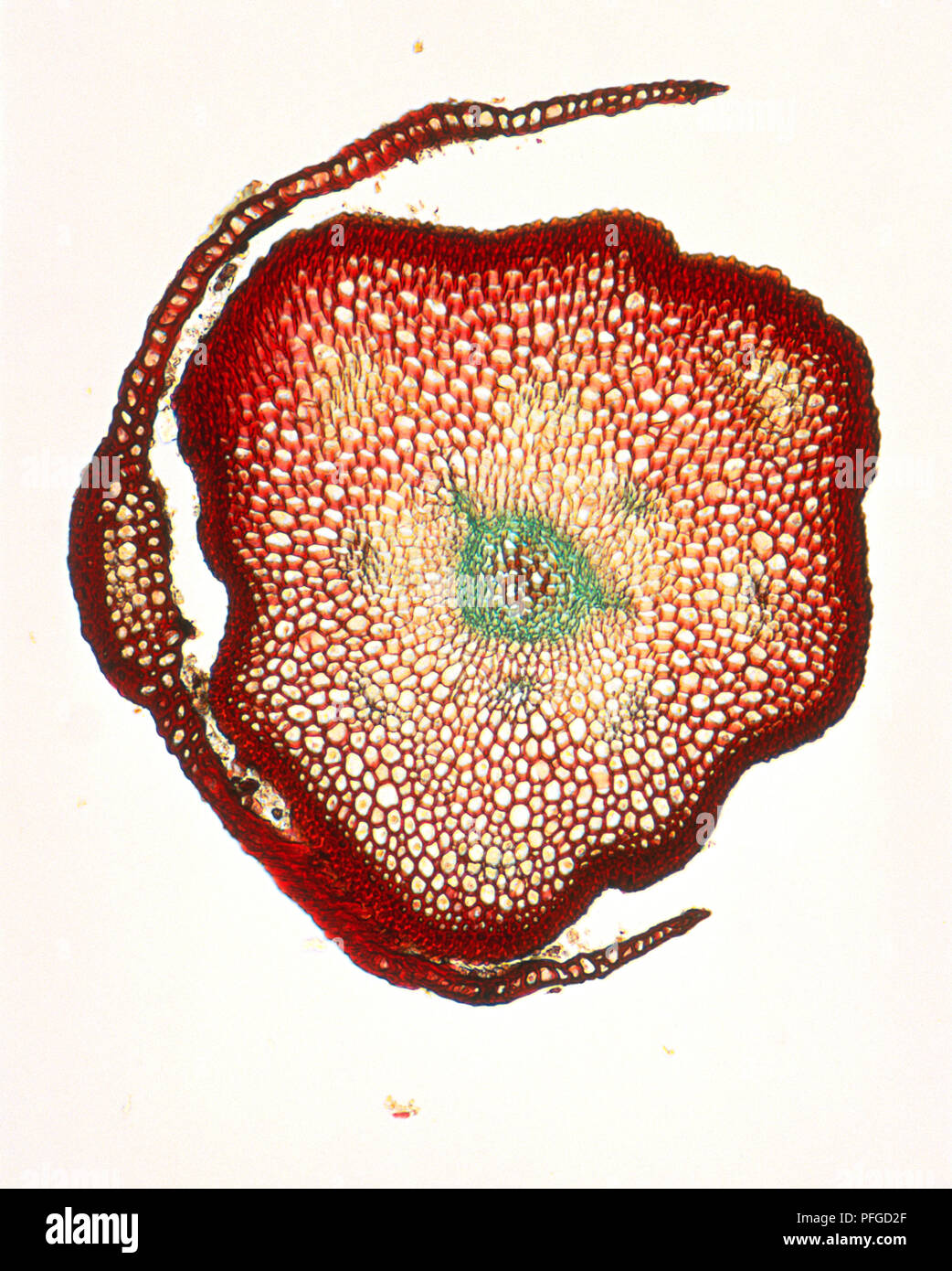 Micrograph of stem and leaf of Polytrichum commune (Common moss), cross-section Stock Photo