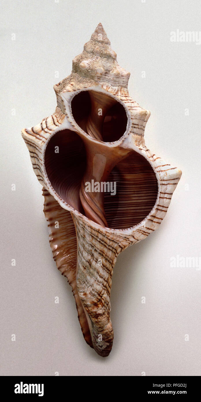 Trapezium Horse Conch (Pleuroploca trapezium) Stock Photo