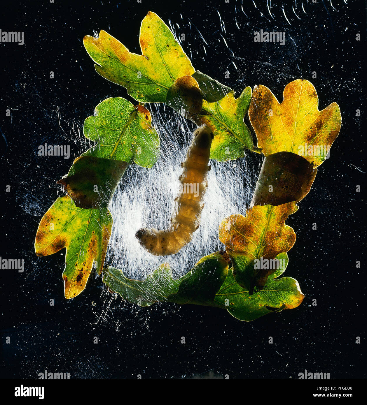 Web Spinning Insect Caterpillar (Lepidoptera) spinning a web Stock Photo - Alamy