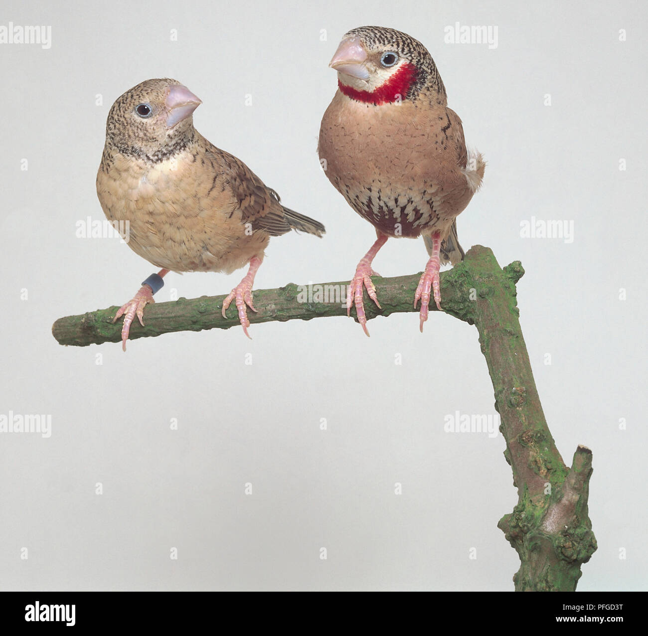 TWO CUT THROAT FINCHES - FRONT VIEW Stock Photo