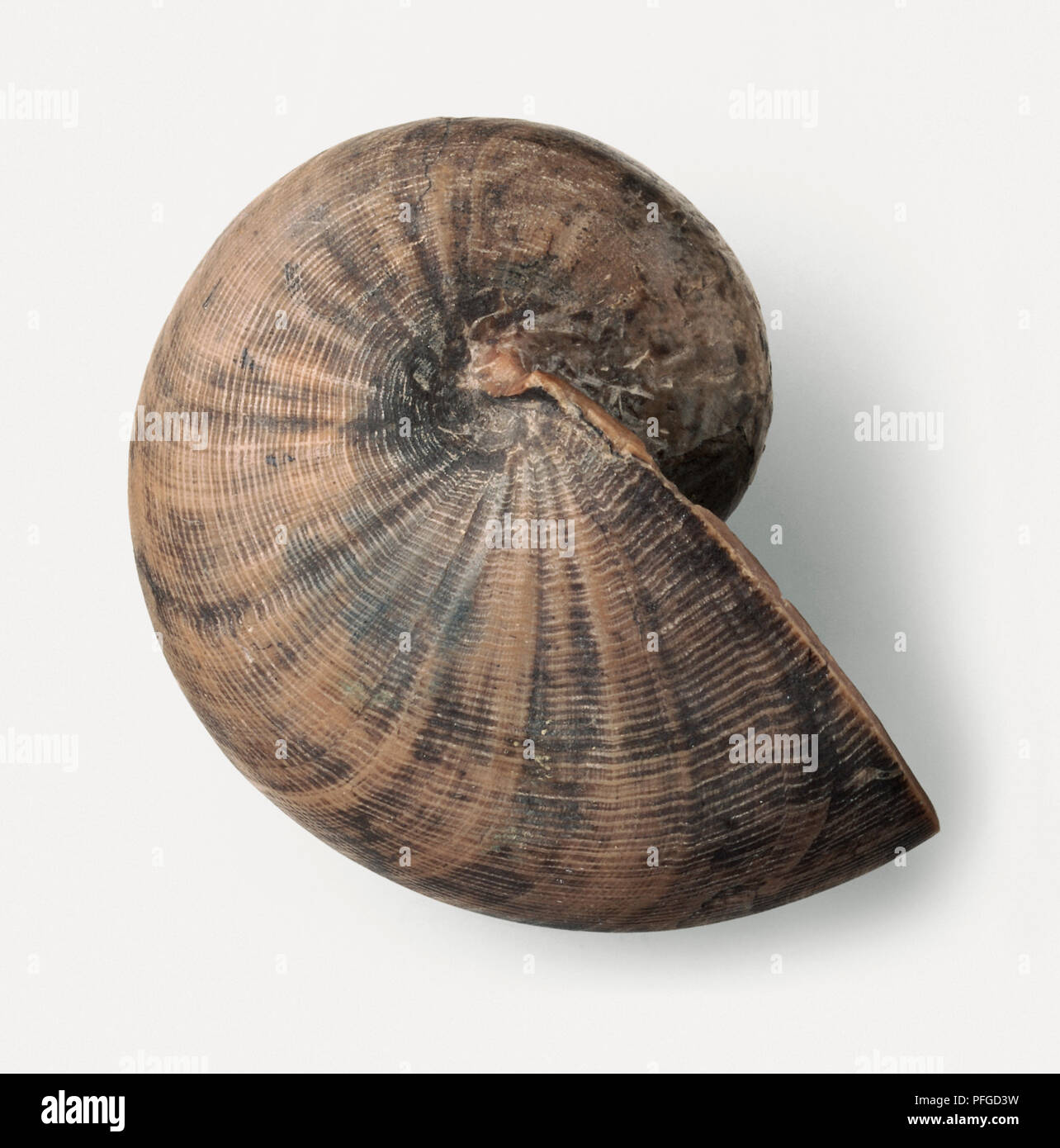 Cenoceras simillium, fossilised nautilus shell Stock Photo
