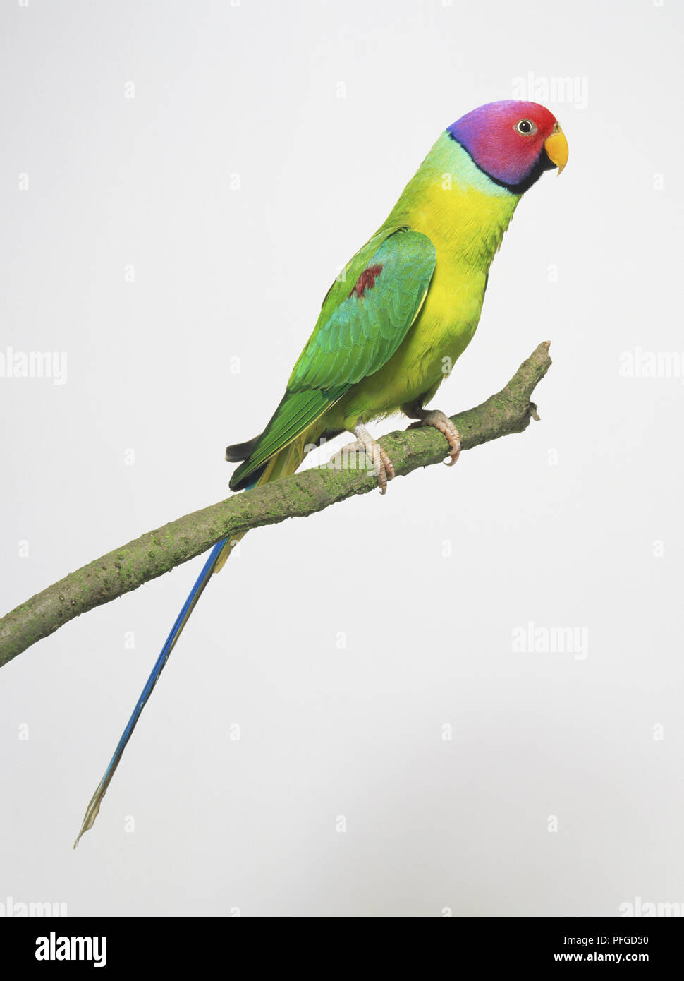 Plum-headed Parakeet (Psittacula cyanocephala) perched on branch, side view Stock Photo