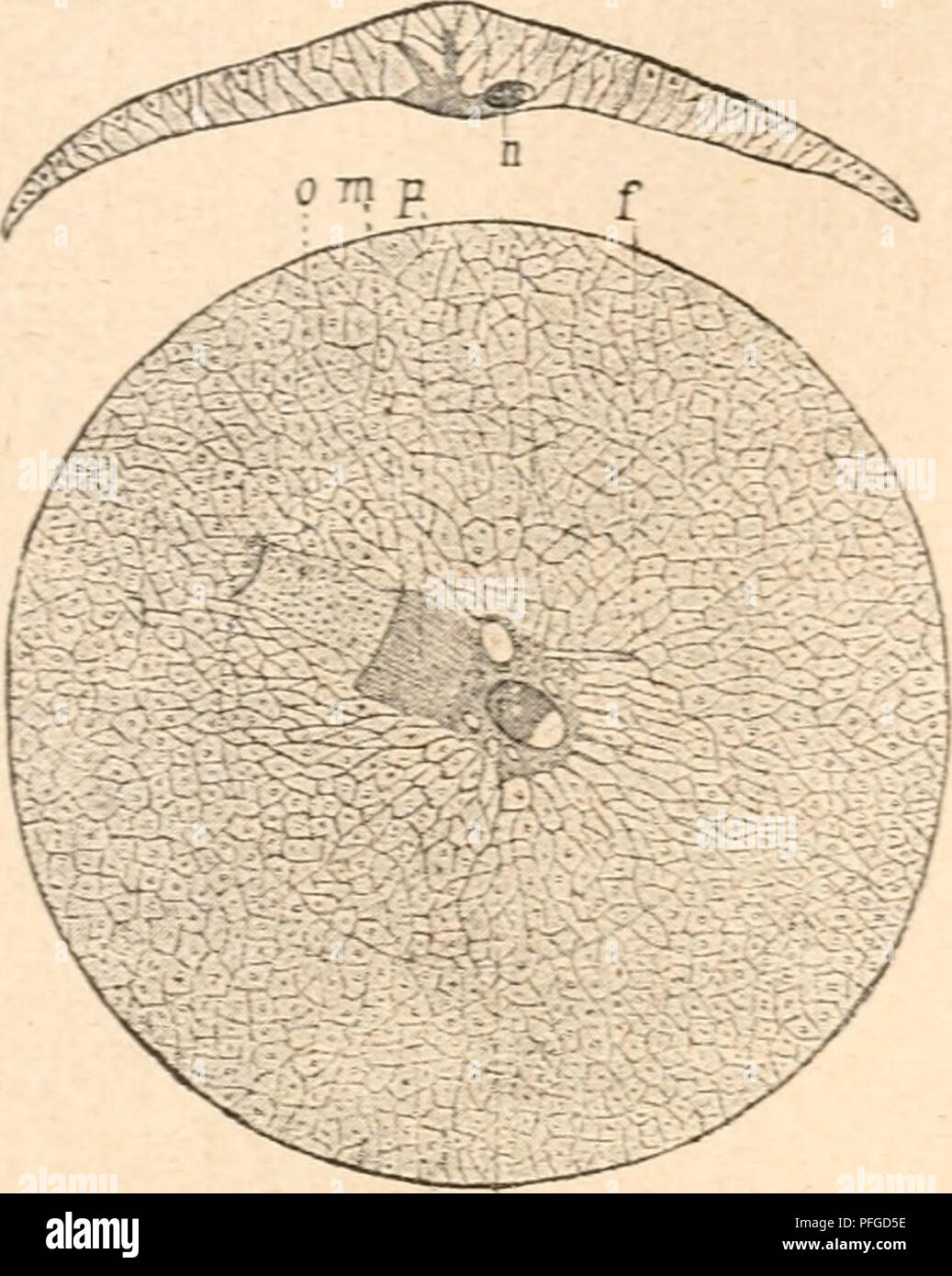 Darwin Color Patterns This work critiques Darwin's theory of natural selection, proposing ...