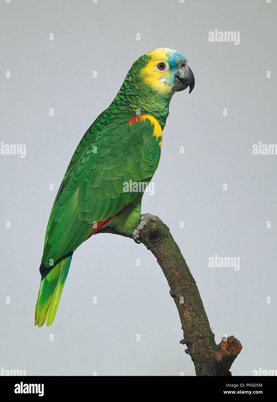 BLUE FRONTED AMAZON PARROT SIDE VIEW Stock Photo Alamy