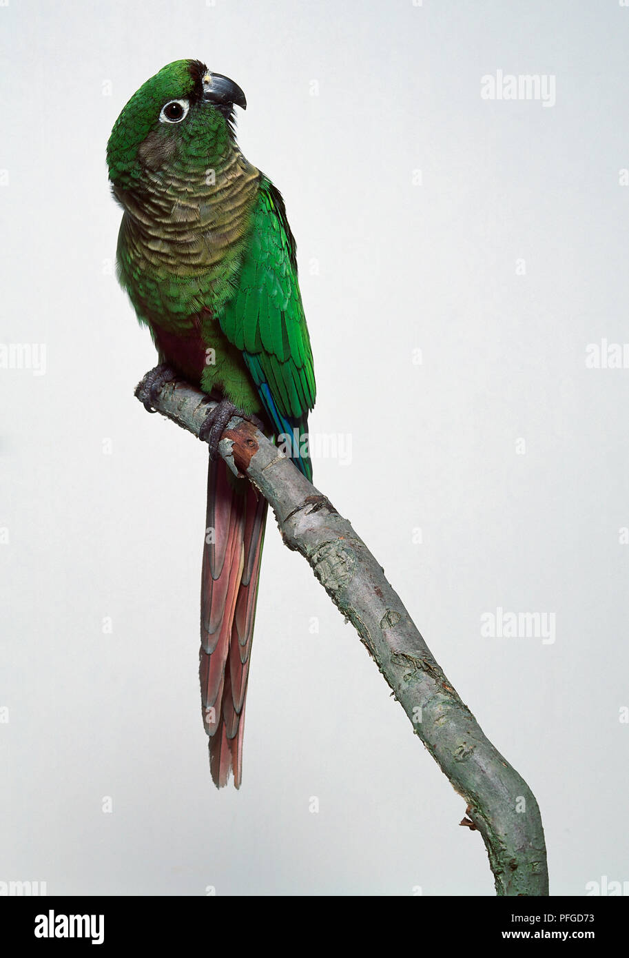 MAROON BELLIED CONURE PARAKEET Stock Photo