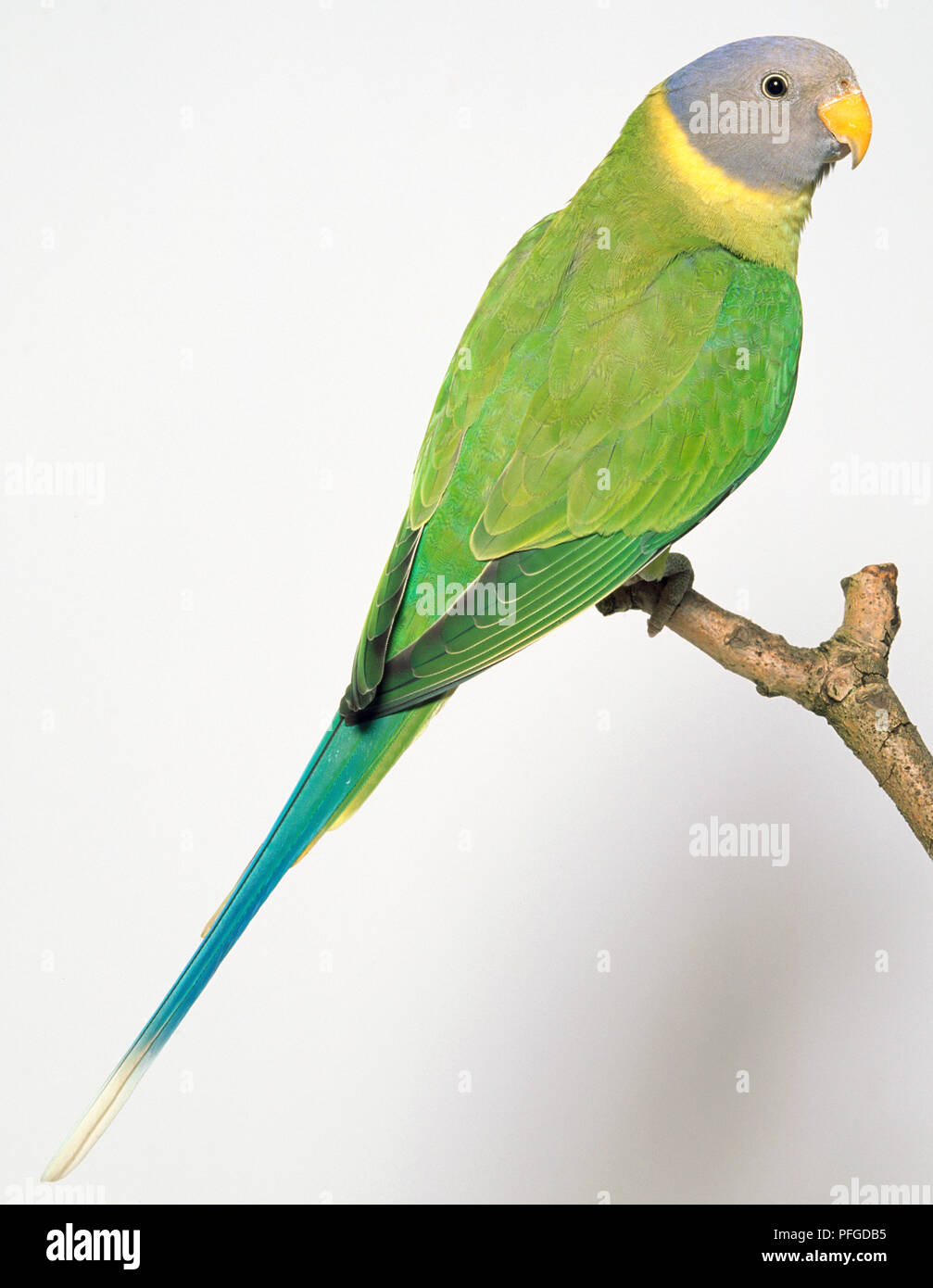 Plum headed parrot hires stock photography and images Alamy