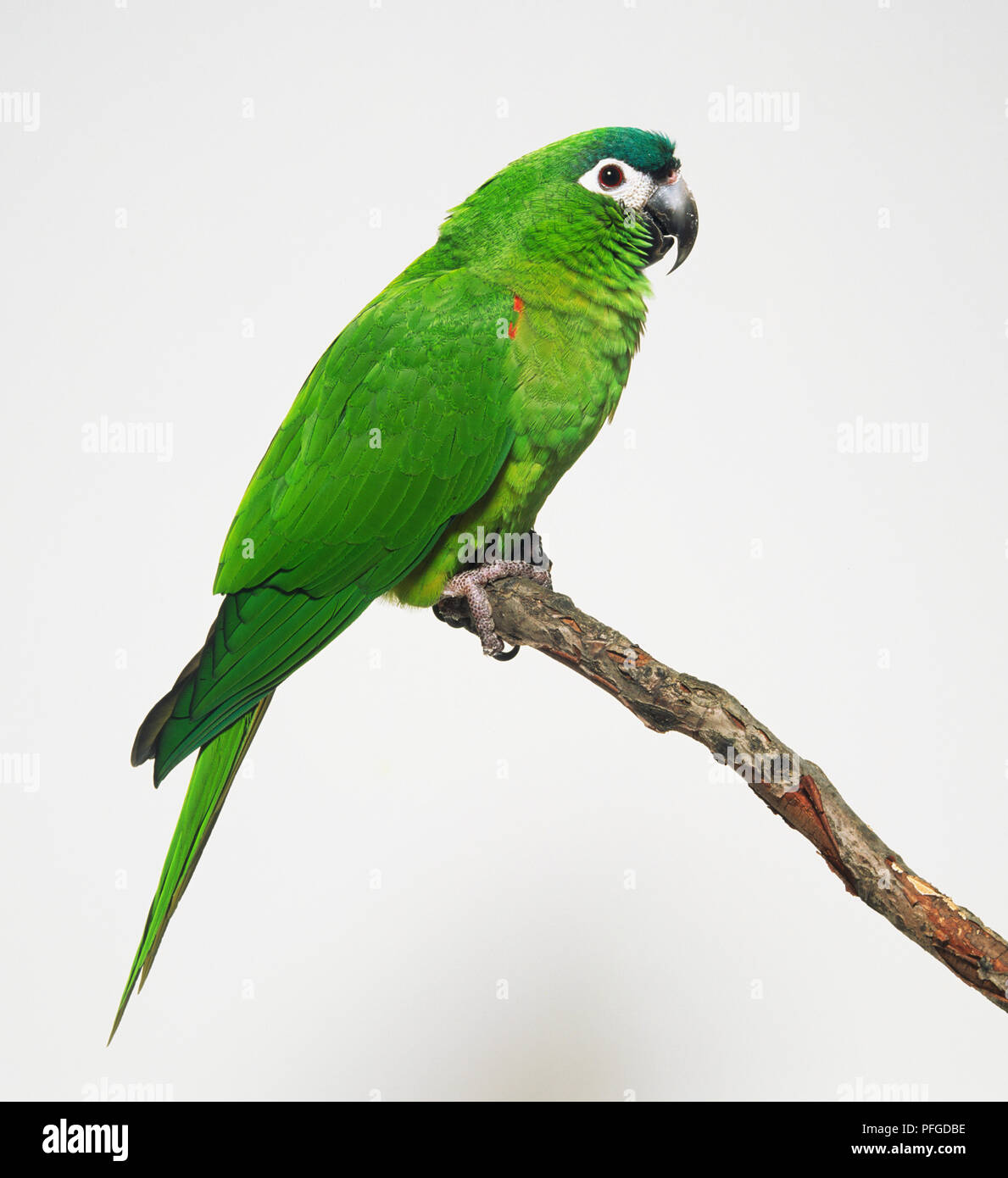Hahns Macaw bird (D. nobilis Stock Photo Alamy