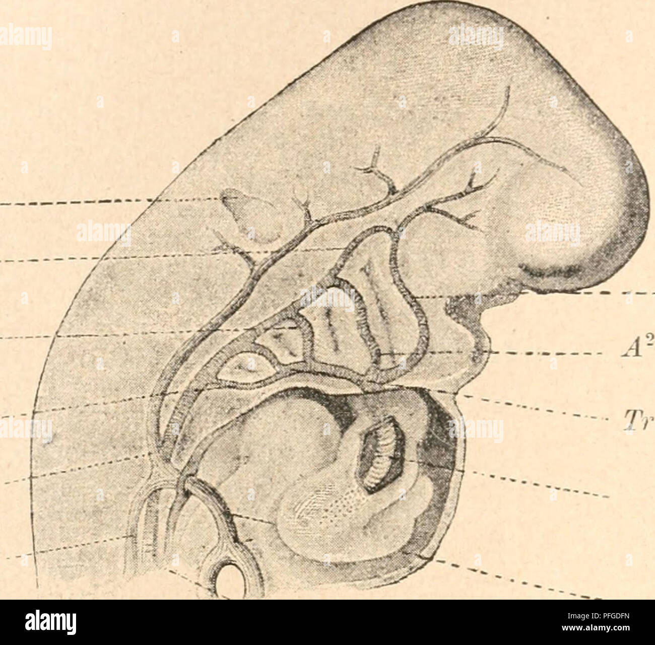 . Das werden der organismen zur widerlegung von Darwins zufallstheorie durch das gesetz in der entwicklung. Evolution; Life. i88 Fünftes Kapitel. H Ad A'' - Vj Ve. - — A' Ferner werden von den fünf Paar Aortenbögen die letzten zum Anfangsteil der Aorta und zur Arteria pulmonalis unter teilweiser Rückbildung der übrigen umgewandelt. In dieser Weise lassen sich auf Schritt und Tritt unzählige Über- einstimmungen zwischen den Ergebnissen der vergleichenden Ana- tomie und Embryologie nachweisen und Erkenntnisse gewinnen, welche auf die einander folgenden Entwicklungs- stadien der verschieden- sten Stock Photo