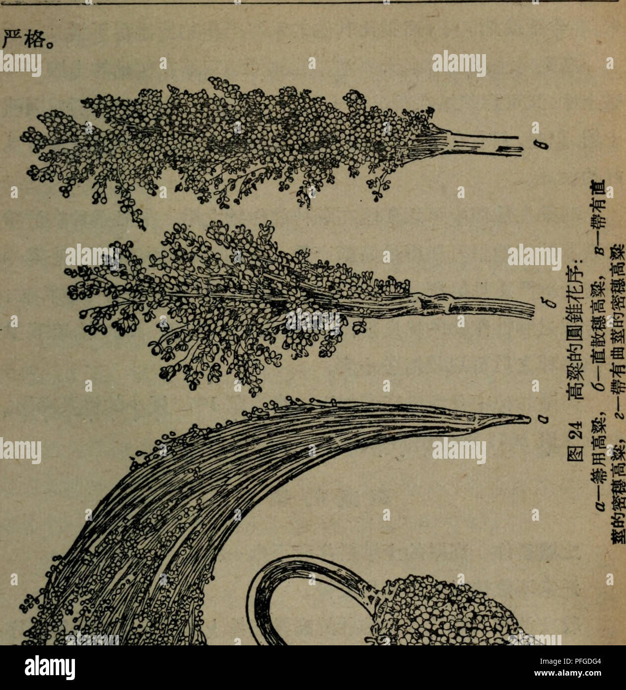 . da tian zuo wu. botany. é«æ¢æ¶èæ°´åå¾å°ãå®çè¸é¨°ç³»æ°(å½¢æå®ä½å¹²ç©è³ªææ¶èç æ°´å)æ¯çç±³ä½ï¼ä½è¼é»ä¸ºé«ãé«æ¢çå¼ºçåè²åæ·±å ¥åä¸-çæ ¹ç³»ï¼ ä½¿å¾æ¤æ ªè½ä»å¾æ·±çåå±ä¸-è·å¾æ°´åãé«æå¾é·çè¥å »ææå©äº å©ç¨å¤å-£ååæçææéæ°´ï¼è¿ç§éæ°´çè³å¯¹çç±³æ¥èªªä¹é½æ¯æ ç¨çãé«ç²±å¨å¯¹åå£åæ±åå¤§æ°å¹²æ±ãæ±é£çæµæè½åæ¹é¢è¶ è¿ç. Please note that these images are extracted from scanned page images that may have been digitally enhanced for readability - coloration and appearance of these illustrations may not perfectly resemble the original work.. ma ma ye fu deng. cai zheng jin ji chu ban she Stock Photo