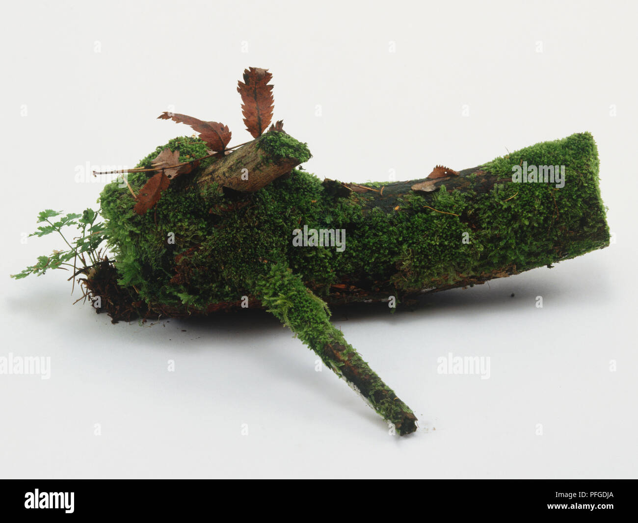Log covered with Spikemoss. Stock Photo