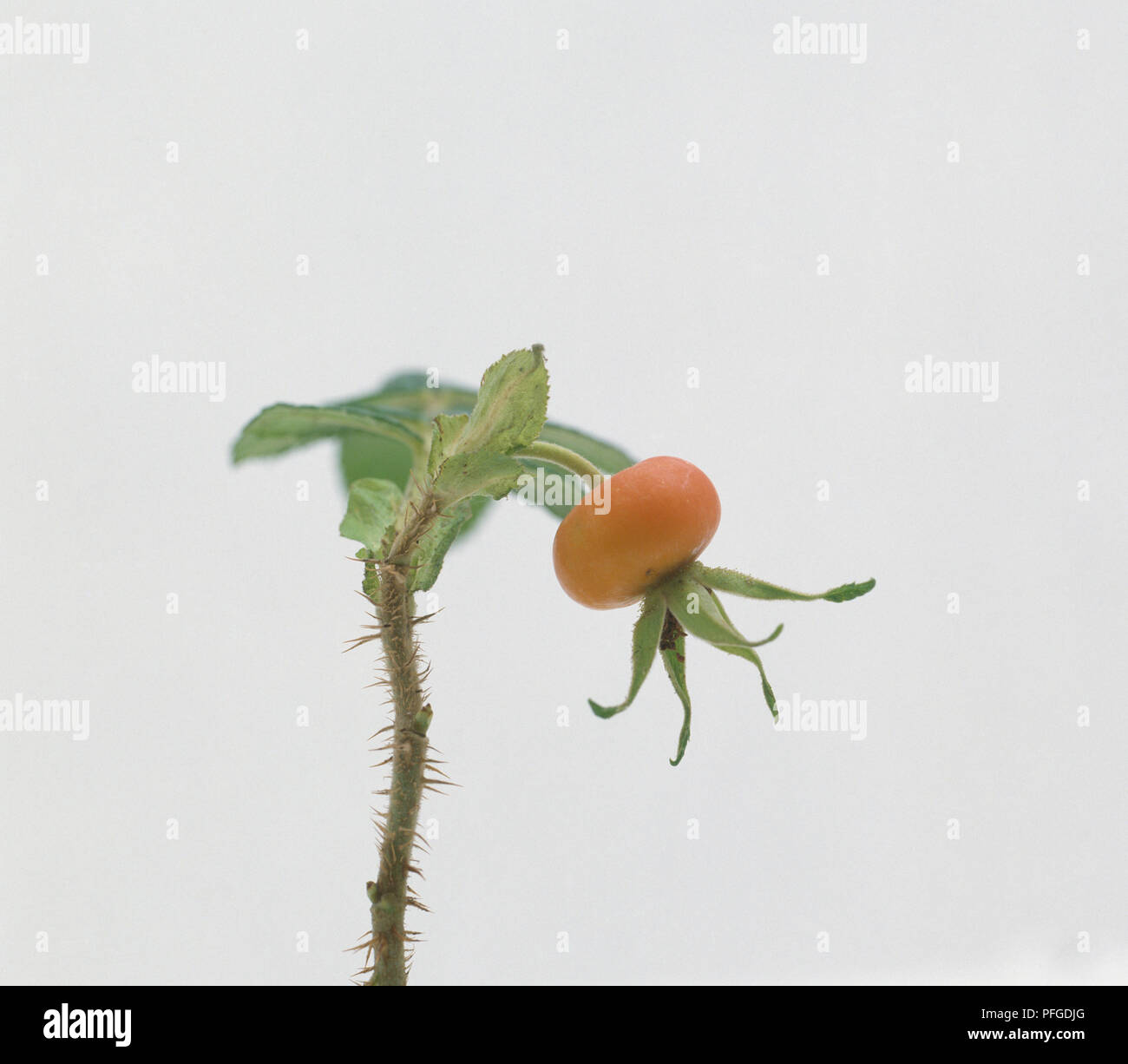 Background rose hip hi-res stock photography and images - Alamy