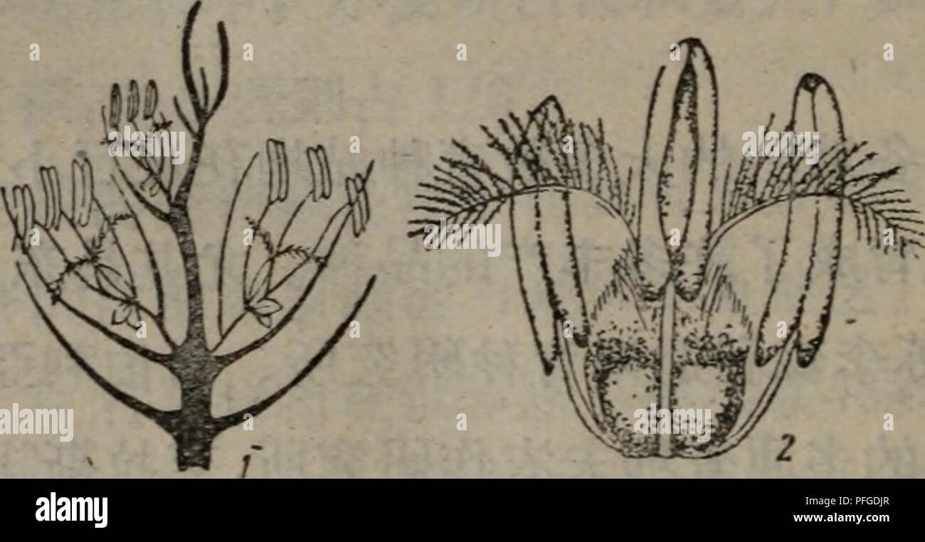 . da tian zuo wu yu zhong ge lun gu lei zuo wu. botany. å1.å°éº¥çæ ªå¢å½¢ç 1.ç´ç«åï¼2.åæ¬åï¼3.ä¸-éåC è±çµæï¼èæ¯ä¸æµè±æ¯ç±å ©çè±æ½ï¼å2)çµæçãæèå°éº¦çå¤ ç©é é¨æèï¼å §ç©ä¸å ·æå ©æ¡èèãå¨è±æ½éæä¸æéèä¸ä¸ä¸ª å ·æå ©è£ç¾½çæ±å¤´çå-æ¿ãæå®æ¯åµå½¢çç©æãå°éº¦ç±½ç²(æ½æ) çæ§é è¦å3.. å2,å°éº¥çå°ç©(1)ä¸è±(2)çæ§é åè§£ â¢ 76 â¢. Please note that these images are extracted from scanned page images that may have been digitally enhanced for readability - coloration and appearance of these illustrations may not perfectly resemble the original work.. bo bo wa. cai zheng jin ji chu ban she Stock Photo