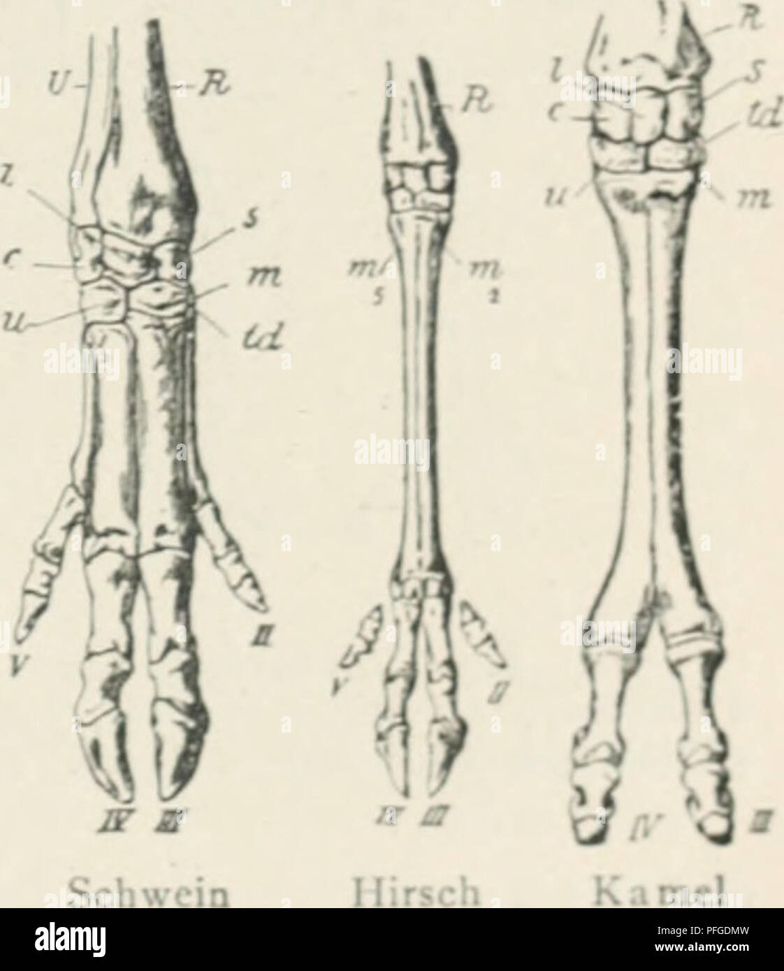 Proarticulates This work critiques Darwin's theory of evolution by chance, presenting ...