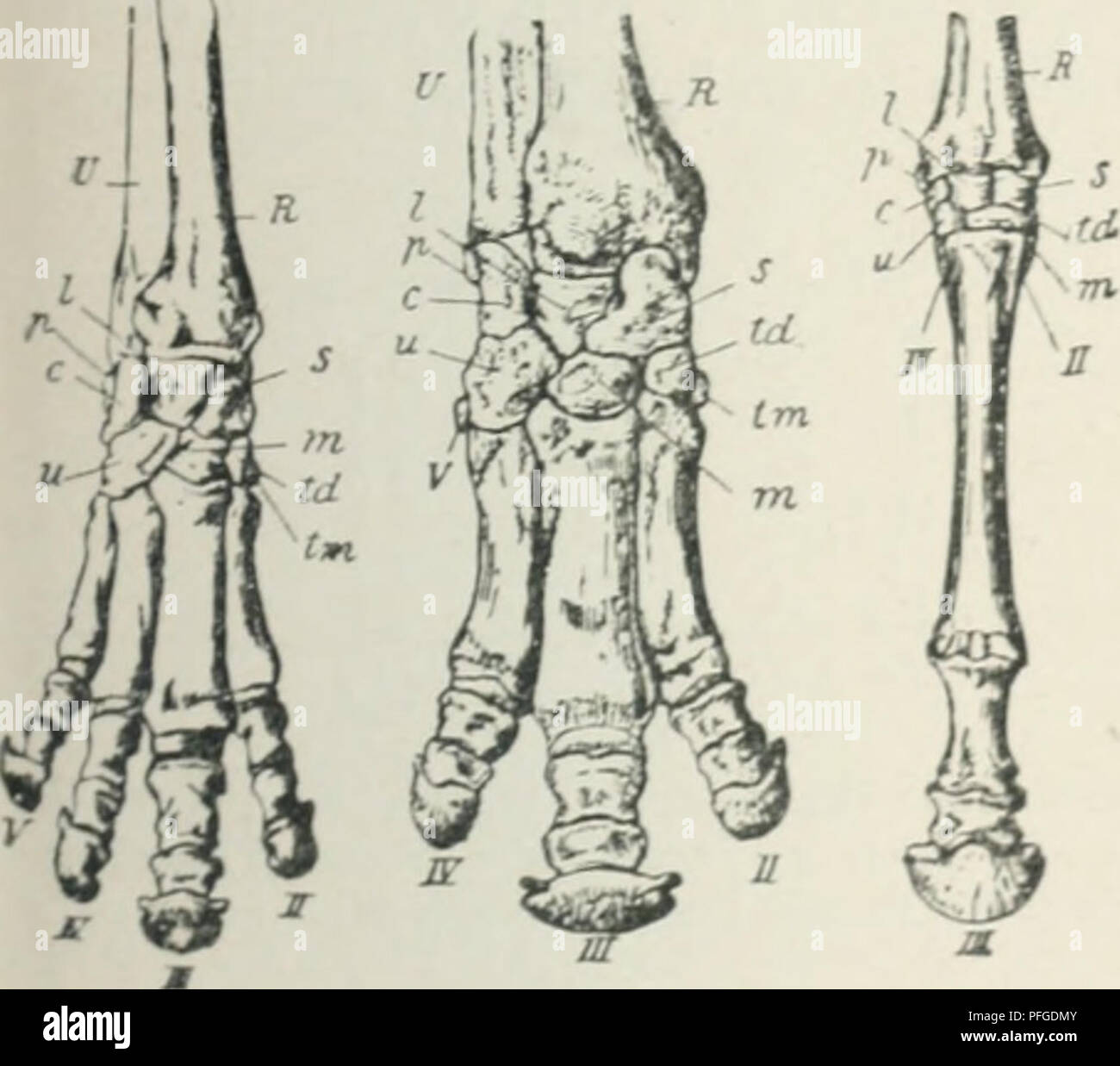 . Das Werden der Organismen; zur Widerlegung von Darwin's Zufallstheorie durch das Gesetz in der Entwicklung von Oscar Hertwig. Evolution; Life (Biology). Anpassungen der Organismen an die leblose Xatur. 433 schaulicht. In beiden Reihen stehen am Anfangder Umwandlung die Arten, deren Fußskelett sich aus 4 ungleich großen Zehen aufbaut (Fig. 99 A i und B i). In beiden ist die erste Zehe ganz rückgebildet. Unter den Paar- hufern gehören hierher die Schweinearten (Fig. 99 B i). Ihre zweite (//) und fünfte {V) ist viel kleiner als die dritte (///) und vierte {IV), die gleich stark sind, am Fußrand Stock Photo