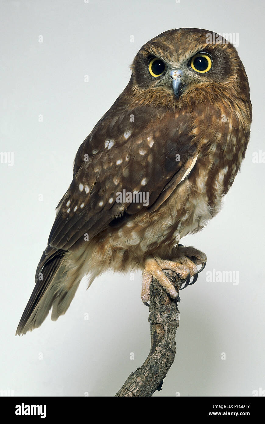 Side view of a Southern Boobook Owl, perching on a branch, with head facing forwards. The bird has a rounded head, prominent bill, large eyes, poorly defined facial discs, and downcovered legs and feet Stock Photo