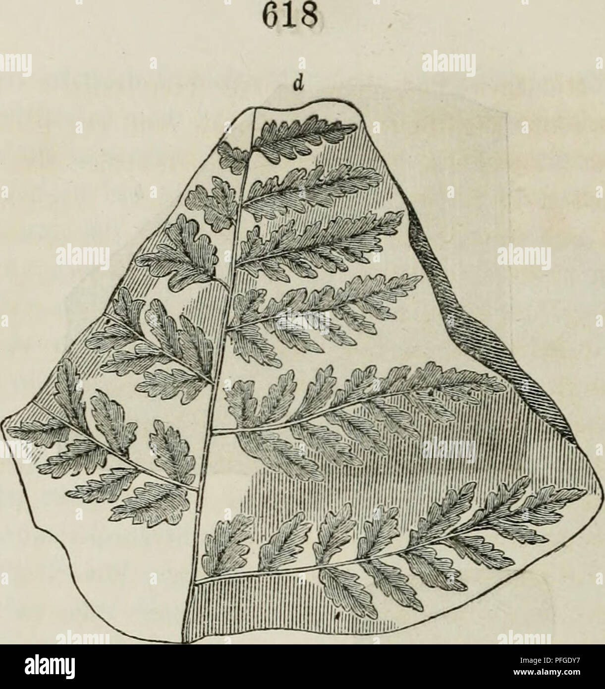 . Das Weltall; Beschreibung und Geschichte des Kosmos im Entwicklungskampfe der Natur. Cosmology. d. SBcbet ies Sphenoplciis Schlolhciwii. 2)ie uui3c!)eui-e ®rope biefer foffilen ©elvad^fe, kfonbetö ber mit eigentl)üm(id}cn, bte ©teilen ber abgefallenen SSIatteu anbentenben giguren bcberften baumartigen garvn unb (Sc^ad)tetl}alme, i^on benen me(}r alö 500 Sitten, jum 2;^eil tcn 60 gup ?änge unb mehreren gui !l)icfe befannt finb, beutet auf ben frud^tbarften S3oben, ein fel)i: l)eipe6 unb feuc^teö Älima unb auf t^clligc Snfelgeftalt beö trocfenen !2anbeö. ®ie weite ^Verbreitung ber ÄcI)Icngebir Stock Photo