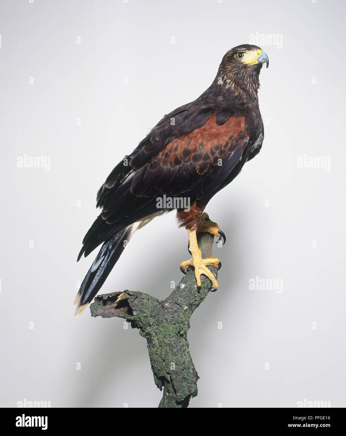 Side view of a heavily built Harris's Hawk perching on a branch, with its head in profile, showing the curved bill, chestnut wing patch, and strong feet. Stock Photo