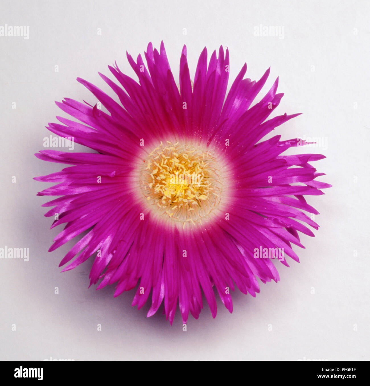 Carpobrotus edulis, Hottentot Fig, flower head with pink-purple thin petals and yellow stamens. Stock Photo