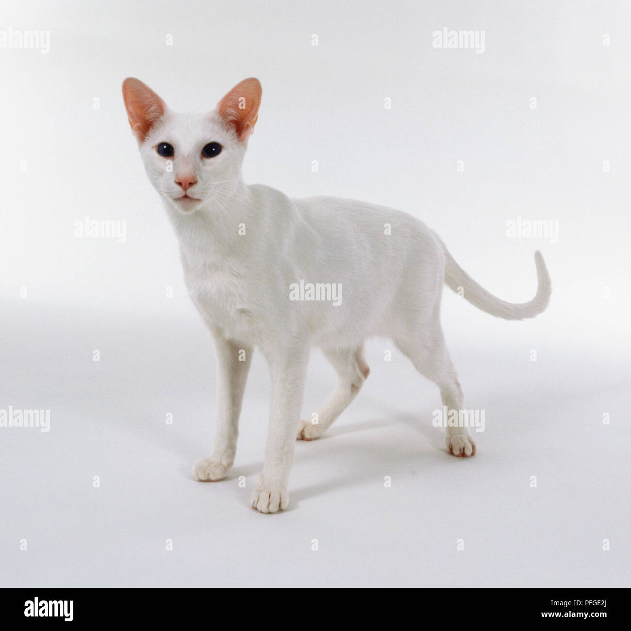 Domestic Cat House Cat Oriental Stock Photos Domestic Cat House