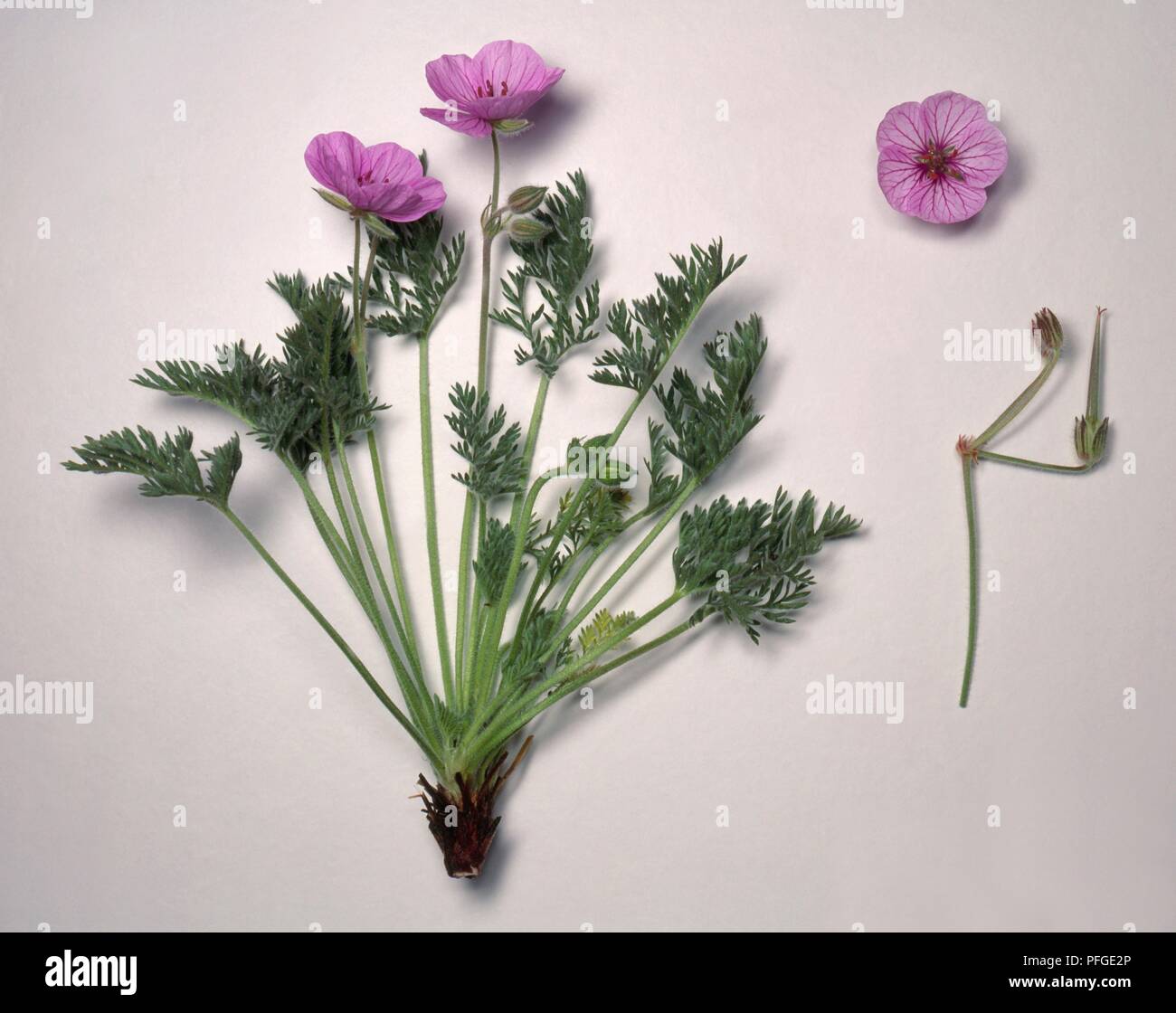 Erodium petraeum (Rock storksbill), leaves and pink flowers, and separately, a flower head and a stem with fruits Stock Photo