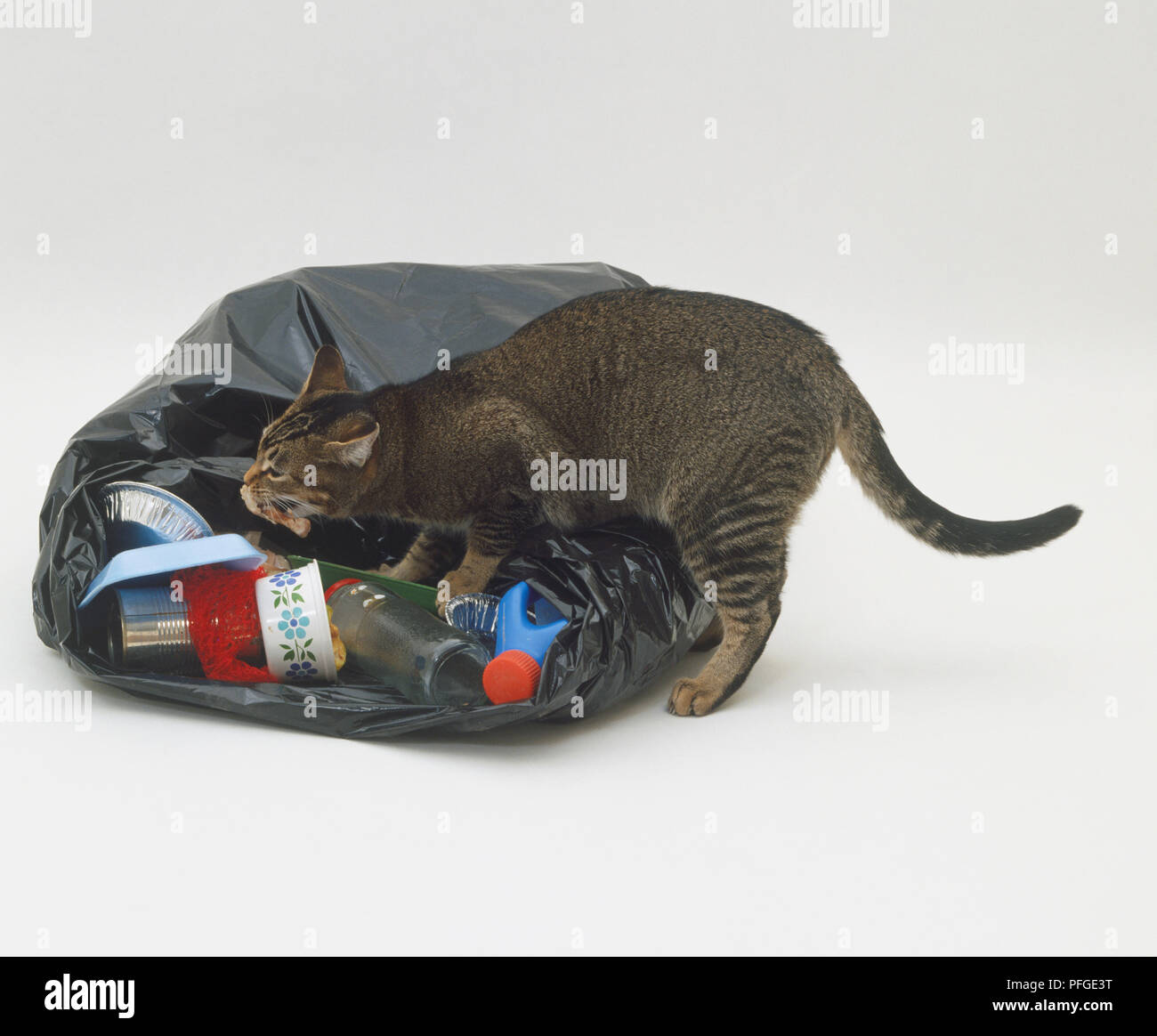 Cat rumaging through a dustbin Stock Photo - Alamy