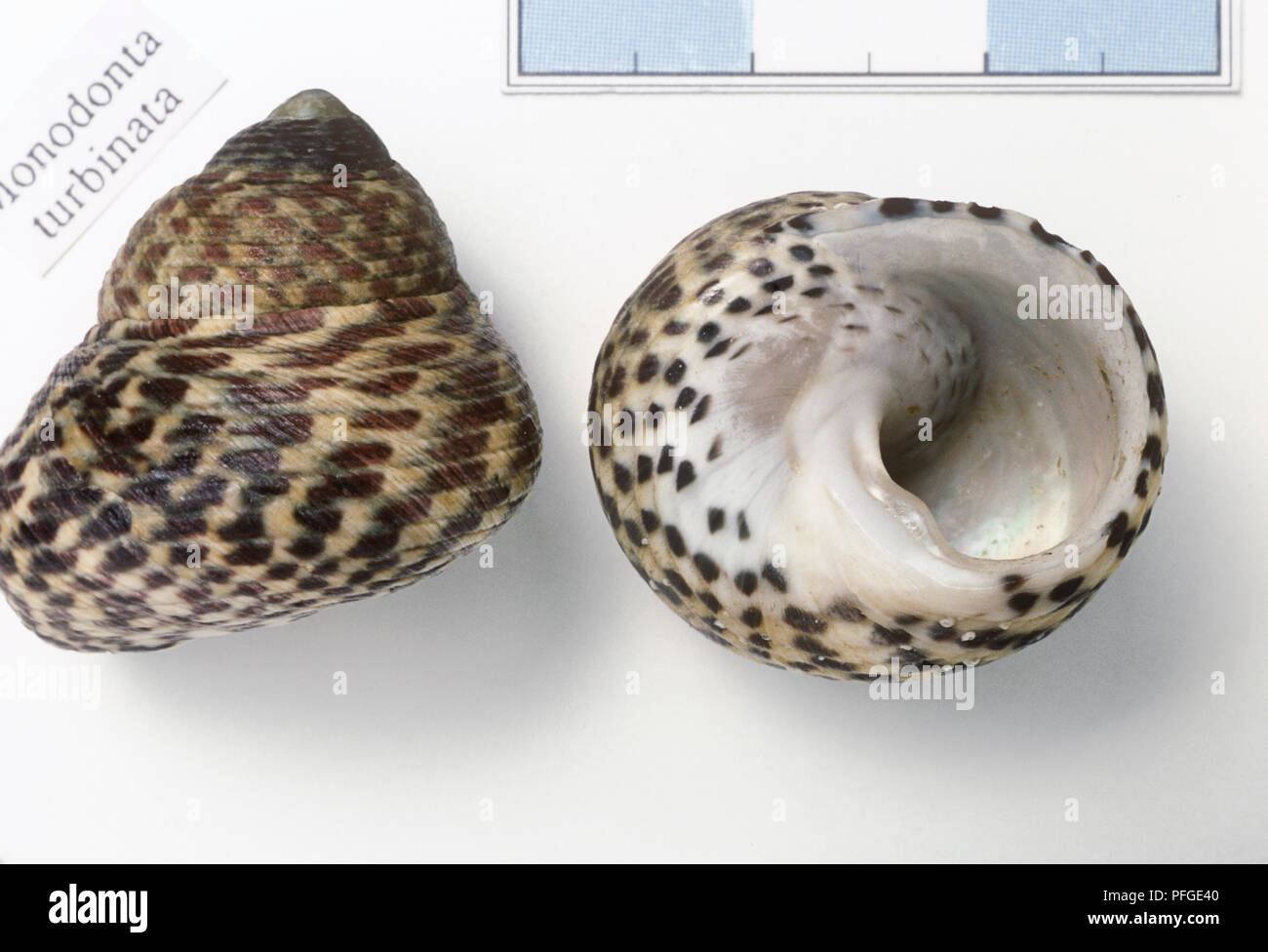 Side and underside view of Chequered top shell (Monodonta turbinata) Stock Photo