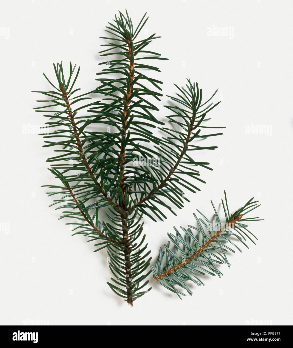 Picea omorika (Serbian Spruce), green needle leaves on stem Stock Photo
