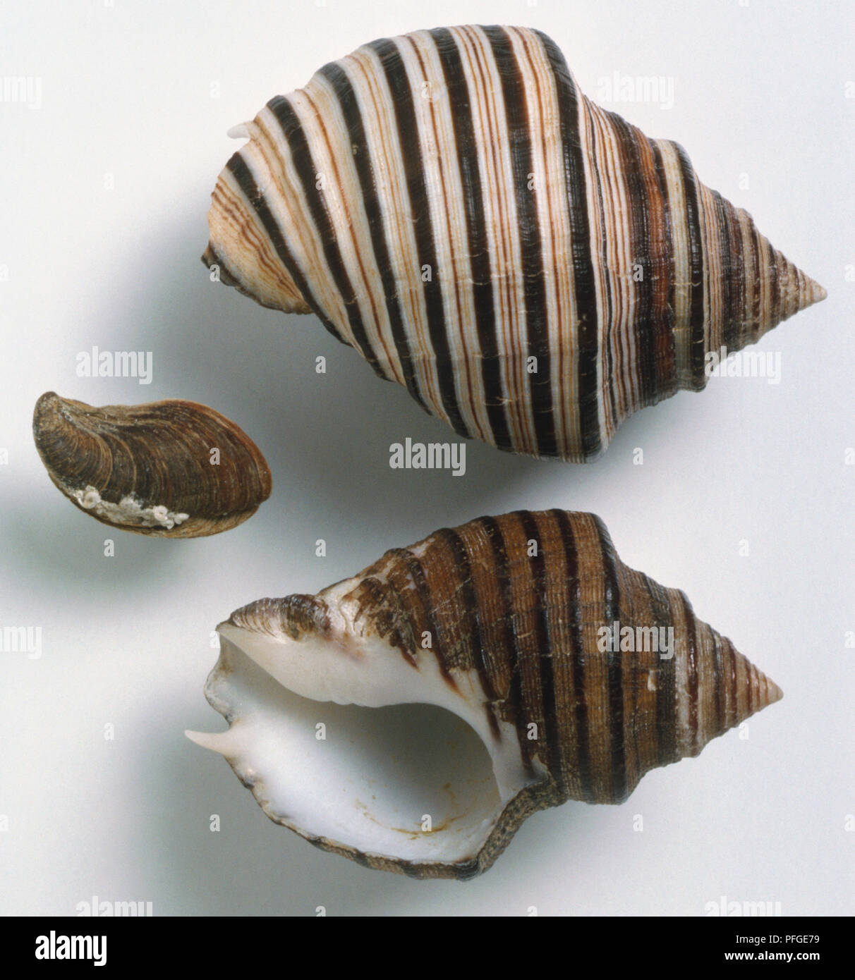 Opeatostoma pseudodon, overhead and underside view of Thorn Latirus shell and Operculum, solid squat shell, inflated body whorl, with light and dark brown, white stripes. Stock Photo