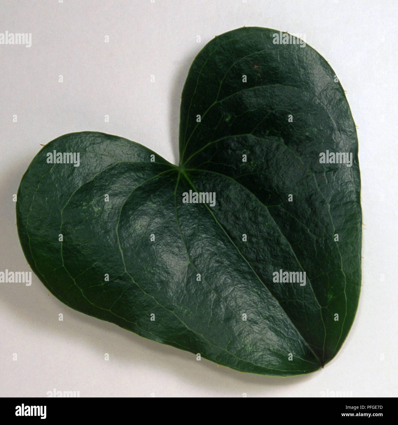 Smilax aspera, heart-shaped dark green leaf from base of stem of smilax. Stock Photo