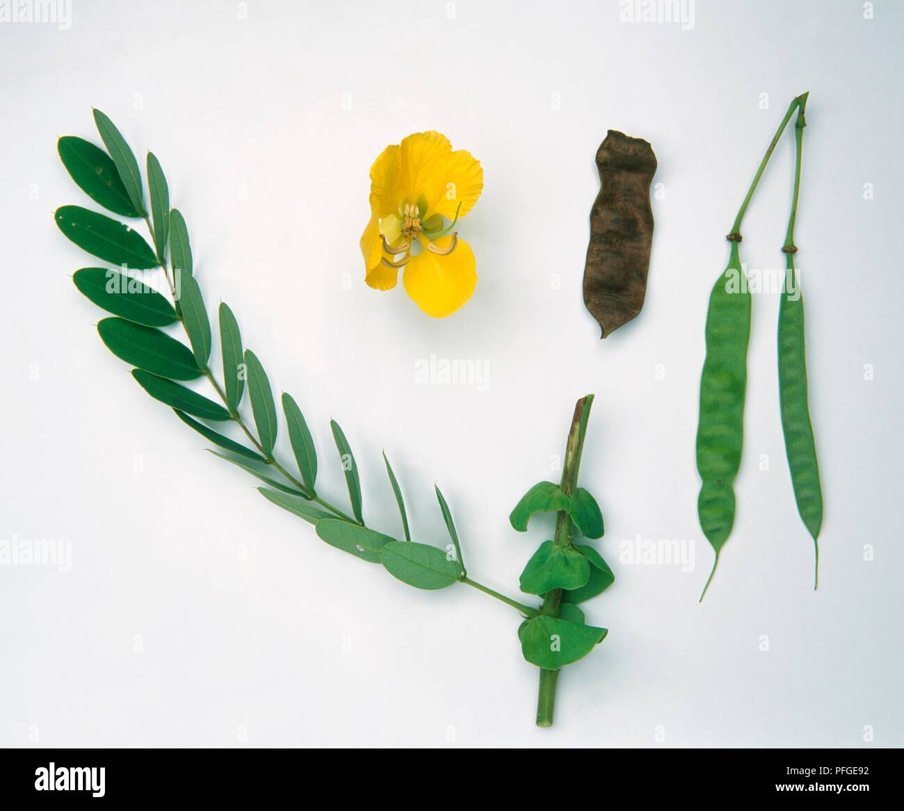Tanner's Cassia (Cassia Aurantifolia) with yellow flower, green leaves