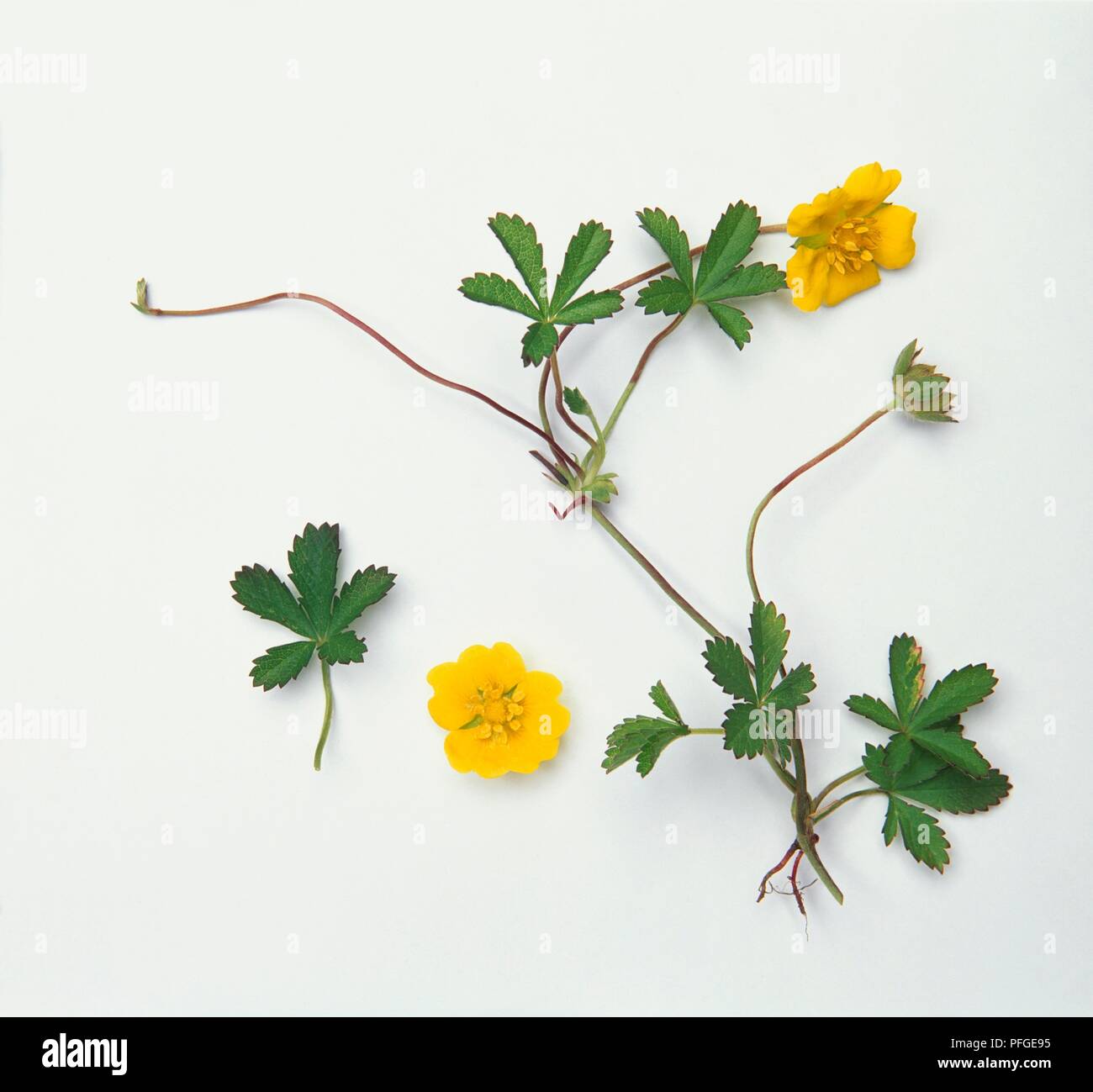 Potentilla reptans (Creeping cinquefoil), yellow flowers, leaves and rooting nodes Stock Photo