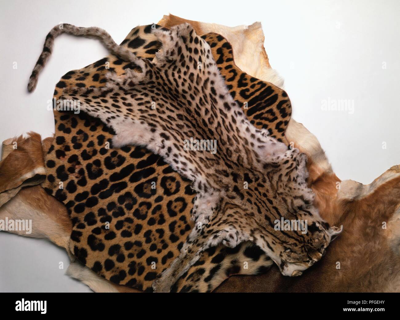 Animals skins, including ocelot, puma, jaguar Stock Photo - Alamy