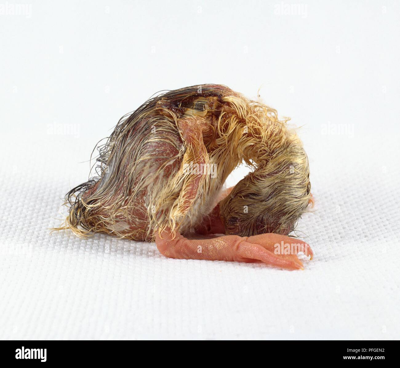 Roman goose, hatchling resting curled up, side view Stock Photo