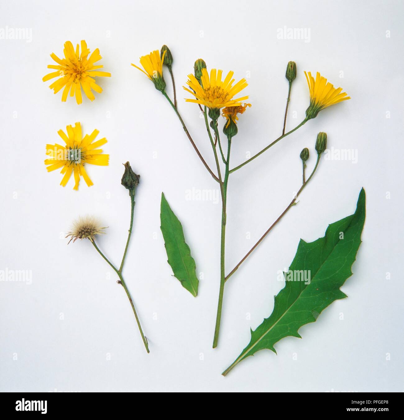 Hieracium vulgatum (Common hawkweed), branched stems with yellow flowers, flower bracts, pappus, and leaves Stock Photo