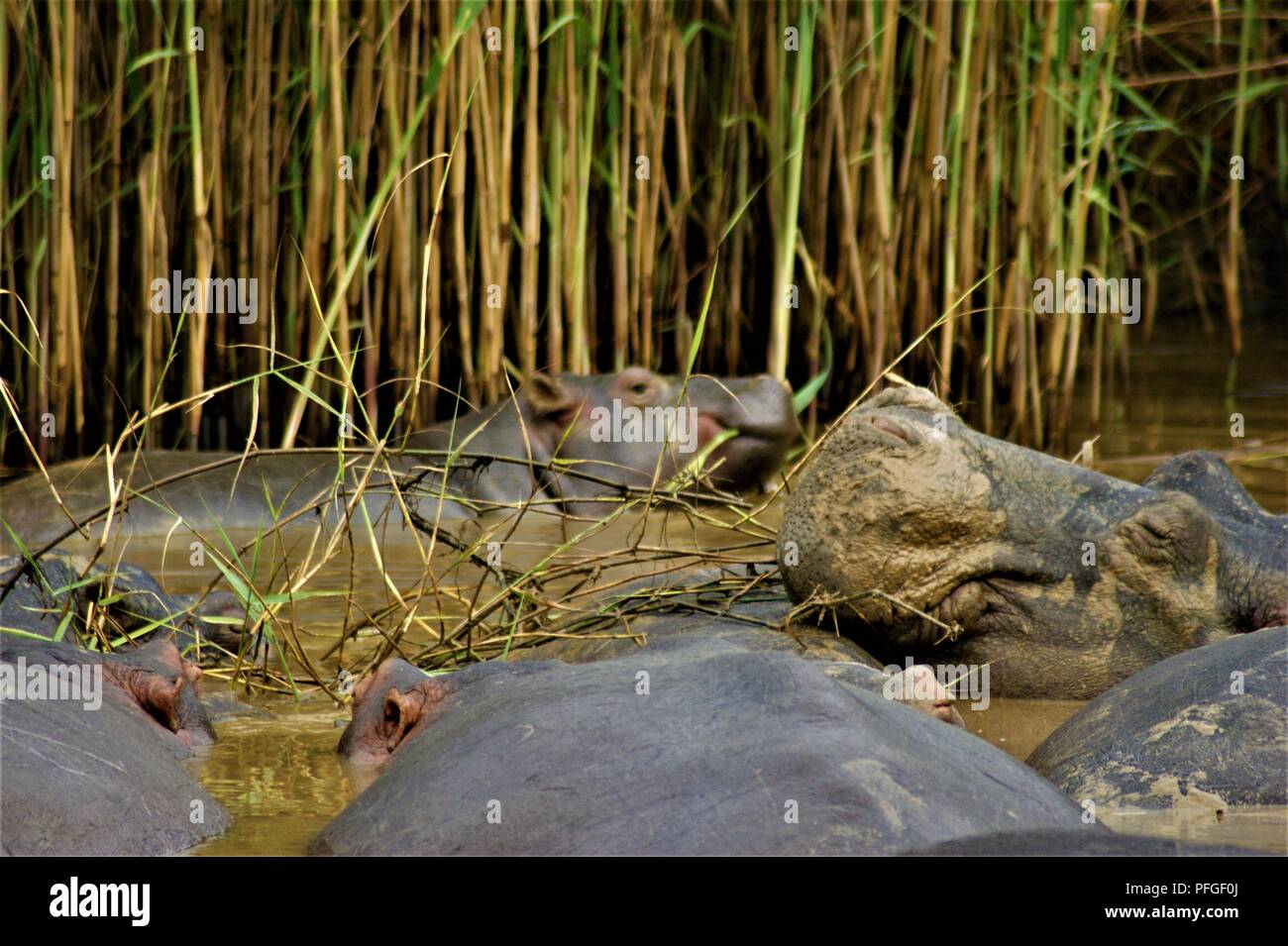 a group of hippo's sleeping with a baby hippo in the back Stock Photo