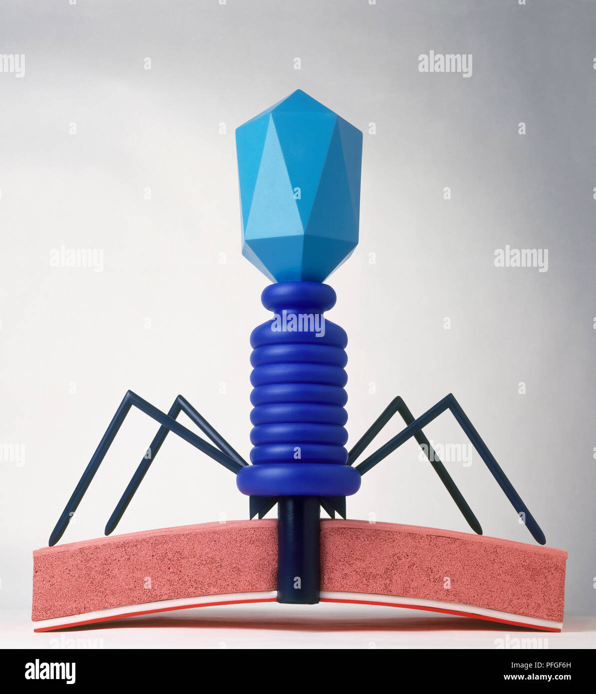 Model of a T4 bacteriophage, a parasitic virus, injecting its DNA into a cell Stock Photo