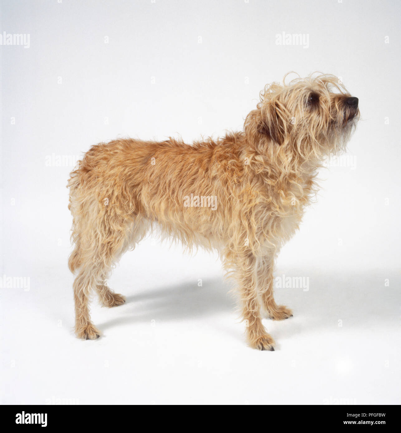 Dutch Smoushond Dog Standing Stock Photo Alamy