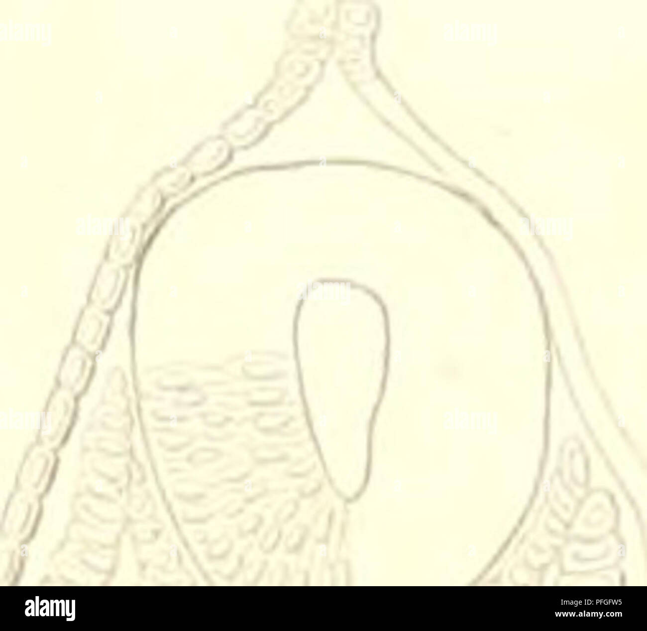 . Das n©Þturliche System der Elasmobranchier auf Grundlage des Baues und der Entwicklung ihrer Wirbels©Þule; eine morphologische und pal©Þontologische Studie. Chondrichthyes. f'iij ,:. &quot;•/&lt; II tlilll tlrl P I' P 0 '•'!/ -. Please note that these images are extracted from scanned page images that may have been digitally enhanced for readability - coloration and appearance of these illustrations may not perfectly resemble the original work.. Hasse, Karl, 1841-1922. Jena, G. Fischer Stock Photo