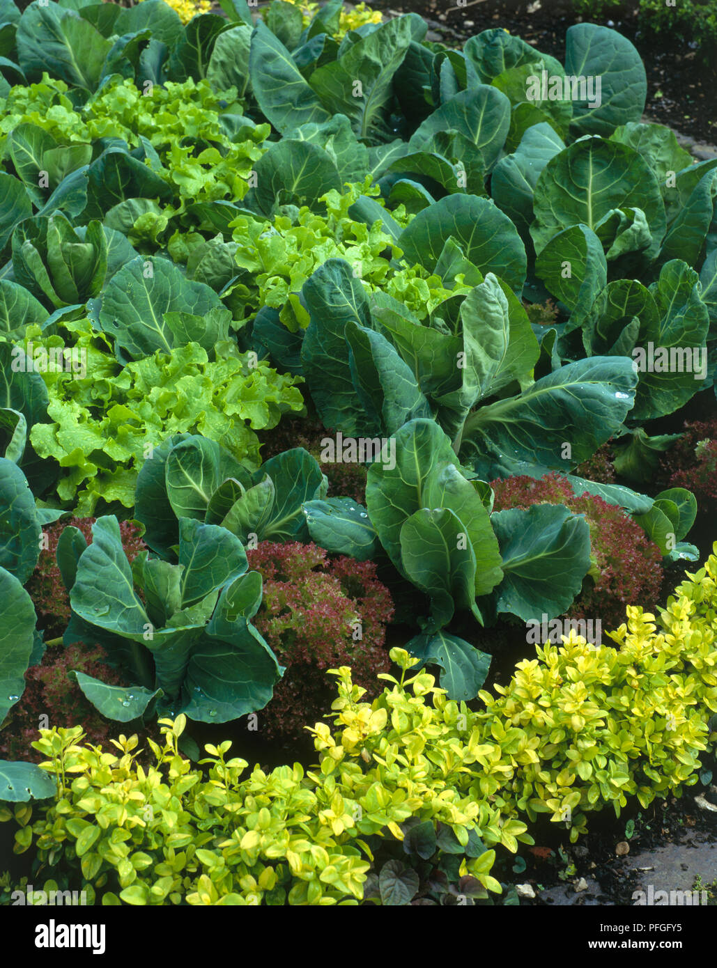 Lettuce and cabbage growing in garden Stock Photo Alamy